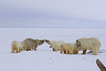 Polar bear (Ursus maritimus) sows and cubs interacting on ice and snow in the Arctic National Wildlife Refuge, Alaska