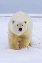 Polar bear (Ursus maritimus) walking on ice and snow. Arctic National Wildlife Refuge, Alaska
