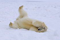 Polar bear (Ursus maritimus) cub rolling around on the pack ice, holdind its head. Arctic National Wildlife Refuge, Alaska