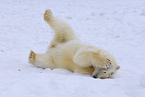 Polar bear (Ursus maritimus) cub holding head and rolling around on the pack ice, Arctic National Wildlife Refuge, Alaska