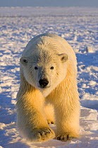 polar bear, Ursus maritimus, polar bear on ice and snow, 1002 coastal plain of the Arctic National Wildlife Refuge, Alaska