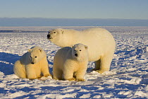 polar bear, Ursus maritimus, sow with cubs on the pack ice, 1002 coastal plain of the Arctic National Wildlife Refuge, Alaska