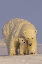 polar bear, Ursus maritimus, sow with newborn spring cubs newly emerged from their den, mouth of Canning River along the Arctic coast, eastern Arctic National Wildlife Refuge, Alaska