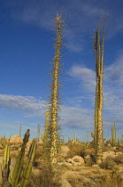 Boojum trees (Fouquieria columnaris) in the desert on the Baja California Peninsula, Mexico