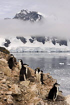 Chinstrap penguin (Pygoscelis antarctica) colony on the coastline of the western Antarctic Peninsula, Southern Ocean
