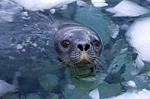 Weddell seal (Leptonychotes weddellii) at surface in the waters along the western Antarctic Peninsula, Antarctica, Southern Ocean