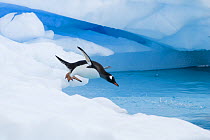 Gentoo penguin (Pygoscelis Papua) jumping off an iceberg, western Antarctic Peninsula, Southern Ocean