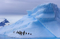 Gentoo penguins (Pygoscelis Papua) on an iceberg off the western Antarctic Peninsula, Southern Ocean