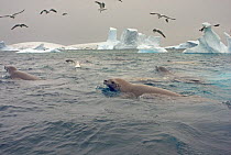Crabeater seals (Lobodon carcinophagus) and seagulls feeding on a school of krill in waters off the western Antarctic Peninsula, Southern Ocean