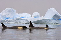 Killer whales / orcas (Orcinus orca) pod traveling in waters off the western Antarctic Peninsula, Southern Ocean