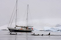 Killer whales / orcas (Orcinus orca) pod traveling beside a boat in waters off the western Antarctic Peninsula, Southern Ocean
