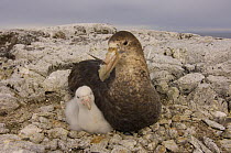 Giant petrel (Macronectes giganteus) parent and chick on nest. Western Antarctic Peninsula, Southern Ocean