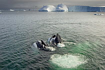 Humpback whales (Megaptera novaeangliae) surfacing and feeding in the waters off the western Antarctic Peninsula, Southern Ocean