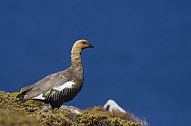 Falkland Magellan (upland) goose (Chloephaga picta leucoptera) male on clifftop. Falkland Islands, South Atlantic Ocean