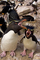 Macaroni penguins (Eudyptes chrysolophus) calling on New Island, Falkland Islands, South Atlantic Ocean