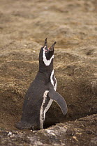 Magellanic penguin (Spheniscus magellanicus) guarding its burrow, Falkland Islands, South Atlantic Ocean