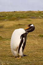 Gentoo penguin (Pygoscelis papua) grooming itself. Beaver Island, Falkland Islands, South Atlantic Ocean