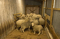 Domestic sheep (Ovis aries) in a shed on Beaver Island. Falkland Islands, South Atlantic Ocean