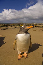 Gentoo penguin (Pygoscelis papua) on a beach on Beaver Island. Falkland Islands, South Atlantic Ocean
