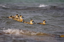 Patagonia crested ducks (Lophonetta specularioides) swimming off Beaver Island, Falkland Islands, South Atlantic Ocean