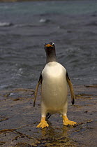 Gentoo penguin (Pygoscelis papua) walking in shallow water on Beaver Island, Falkland Islands, South Atlantic Ocean