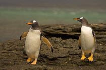 Gentoo penguin (Pygoscelis papua) walking across rocks on Beaver Island, Falkland Islands, South Atlantic Ocean