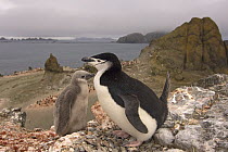 Chinstrap penguin (Pygoscelis antarctica) and chick, with colony in the background. South Shetland Islands, Antarctica