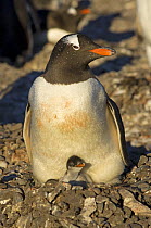 Gentoo penguin (Pygoscelis papua) on nest with newborn chick. South Shetland Islands, Southern Ocean