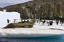 Chinstrap penguins (Pygoscelis antarctica) and leopard seal (Hydrurga leptonyx) on an iceberg off the South Shetland Islands, Antarctica, Southern Ocean
