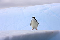 Chinstrap penguin (Pygoscelis antarctica) on an iceberg off the South Shetland Islands, Antarctica, Southern Ocean