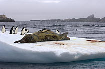 chinstrap penguins, Pygoscelis antarctica, and leopard seal, Hydrurga leptonyx, on an iceberg off the South Shetland Islands, Antarctica, Southern Ocean