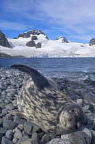 Weddell seal (Leptonychotes weddellii) relaxing on a rocky beach on the western Antarctic Peninsula, Antarctica, Southern Ocean