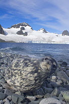 Weddell seal (Leptonychotes weddellii) relaxing on a rocky beach on the western Antarctic Peninsula, Antarctica, Southern Ocean