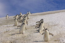 Chinstrap penguins (Pygoscelis antarctica) walking down a glacial ice cap with their wings outstretched. Western Antarctic Peninsula, Southern Ocean