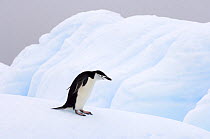 Chinstrap penguins (Pygoscelis antarctica) walking on a glacial ice off the western Antarctic Peninsula, Southern Ocean