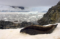 Weddell seal (Leptonychotes weddellii) relaxing on ice on the western Antarctic Peninsula, Southern Ocean