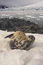 Weddell seal (Leptonychotes weddellii) relaxing on ice on the western Antarctic Peninsula, Southern Ocean