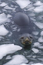 Weddell seal (Leptonychotes weddellii) at surface of icy waters of the western Antarctic Peninsula, Southern Ocean