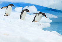 Gentoo penguins (Pygoscelis Papua) in a line, jumping off glacial ice on the western Antarctic Peninsula, Southern Ocean