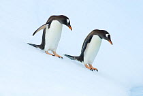 Gentoo penguins (Pygoscelis Papua) sliding down glacial ice on the western Antarctic Peninsula, Southern Ocean