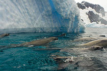 Crabeater seals (Lobodon carcinophaga) feeding on a school of krill in waters off the western Antarctic Peninsula, Southern Ocean