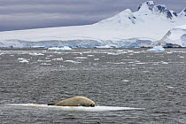 Crabeater seal (Lobodon carcinophaga) resting on a saltwater pan of sea ice floating off the western Antarctic Peninsula, Southern Ocean