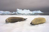 Crabeater seals (Lobodon carcinophaga) resting on a saltwater pan of sea ice, off the western Antarctic Peninsula, Southern Ocean
