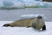Crabeater seal (Lobodon carcinophagus) resting on a saltwater pan of sea ice off the western Antarctic Peninsula, Southern Ocean