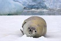 Crabeater seal (Lobodon carcinophaga) resting on a saltwater pan of sea ice off the western Antarctic Peninsula, Southern Ocean