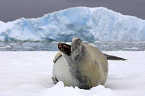 Crabeater seal (Lobodon carcinophaga) calling, on a saltwater pan of sea ice off the western Antarctic Peninsula, Southern Ocean