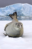 Crabeater seal (Lobodon carcinophaga) resting on a saltwater pan of sea ice off the western Antarctic Peninsula, Southern Ocean