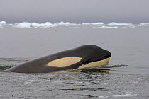 Killer whale / orca (Orcinus orca) in waters off the western Antarctic Peninsula, Antarctica, Southern Ocean