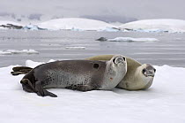Crabeater seals (Lobodon carcinophagus) resting on a saltwater pan of sea ice off the western Antarctic Peninsula, Southern Ocean