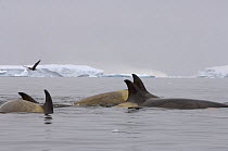 Killer whales / orcas (Orcinus orca) in waters off the western Antarctic Peninsula, Antarctica, Southern Ocean